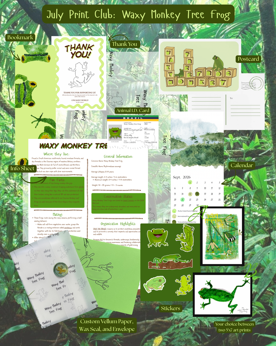 July 2026: Waxy Monkey Tree Frog