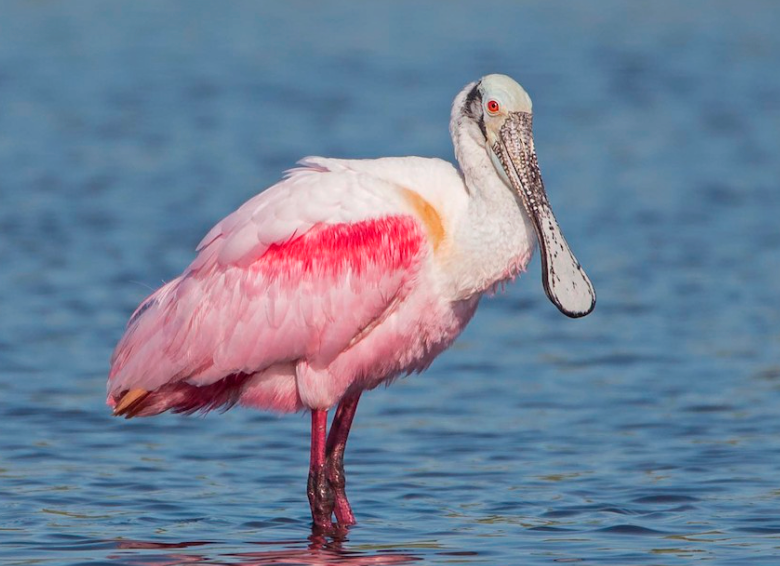 Roseate Spoonbill