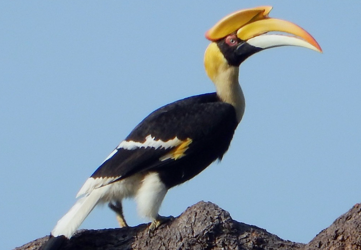 Great Hornbill