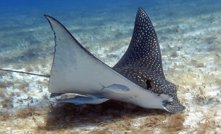 Spotted Eagle Ray