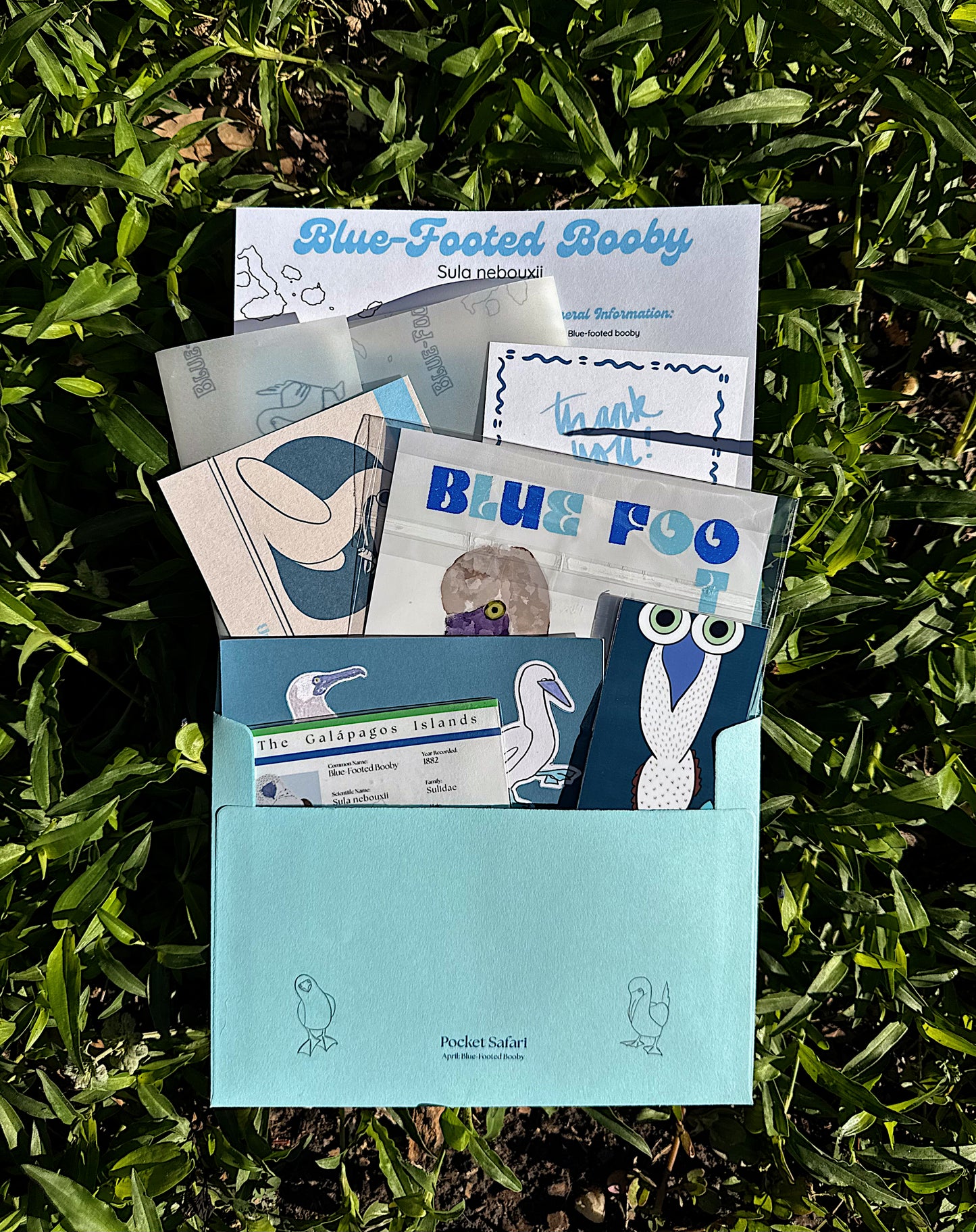 April 2026: Blue-Footed Booby