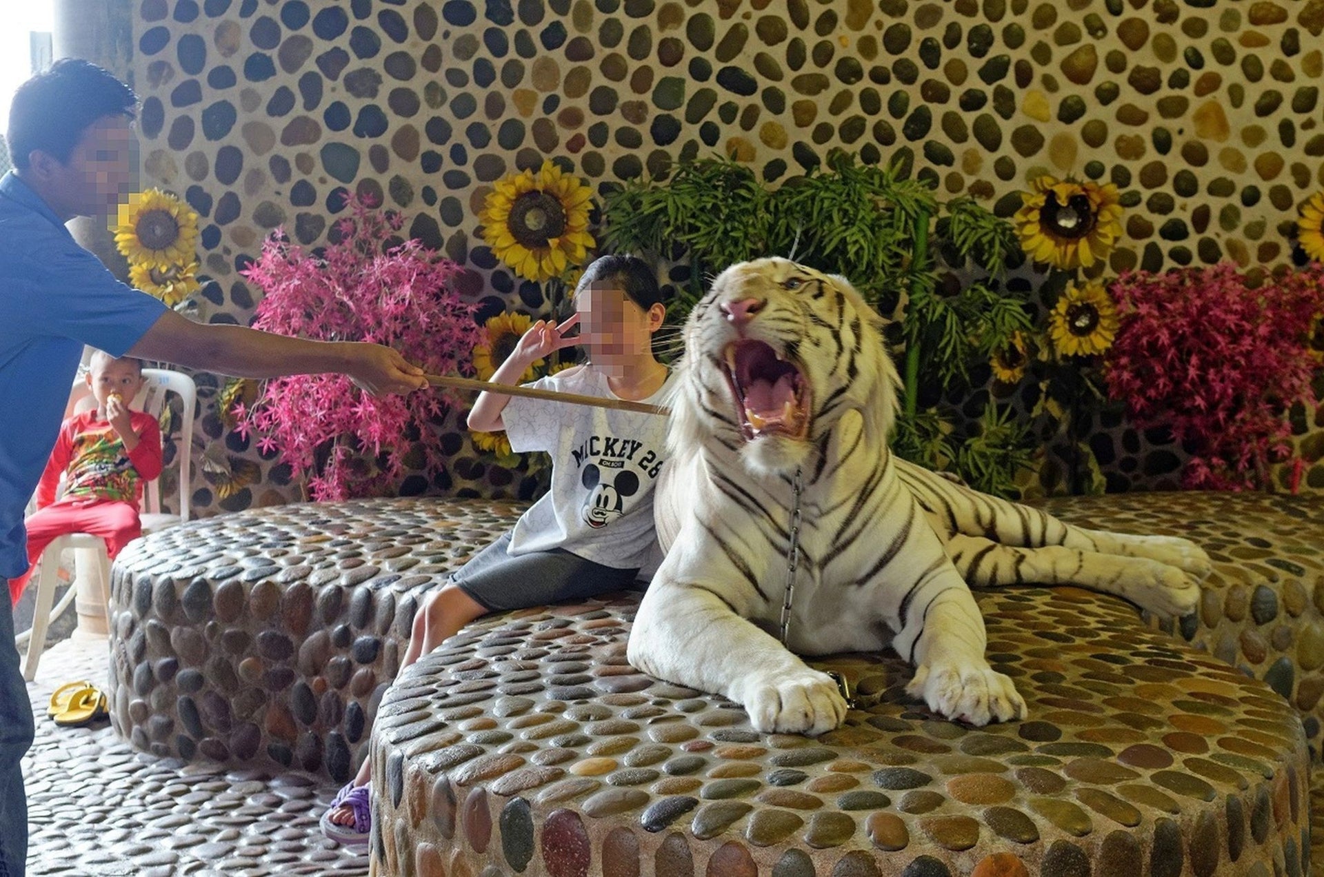 Animal Tourism