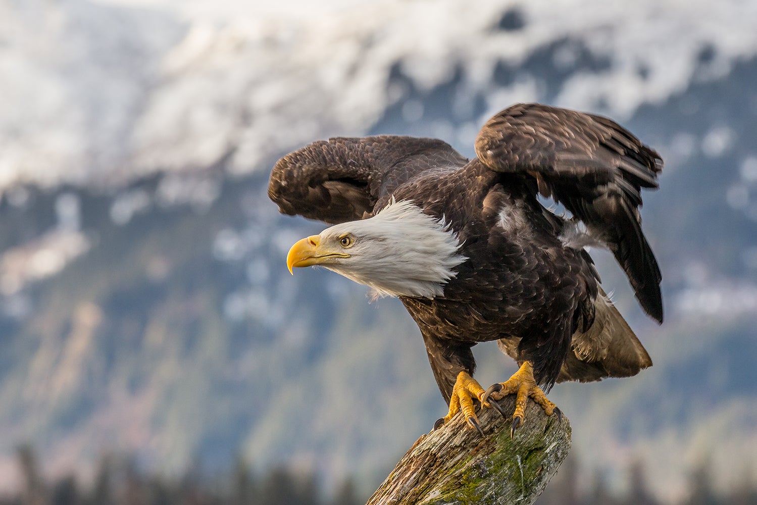 The Endangered Species Act (USA)
