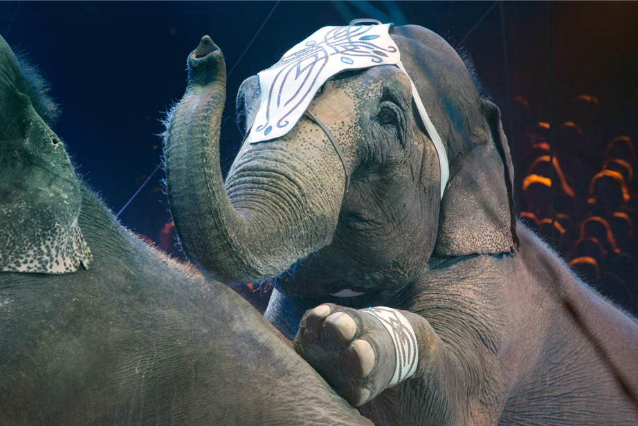 Circuses and Traveling Acts that Use Animals