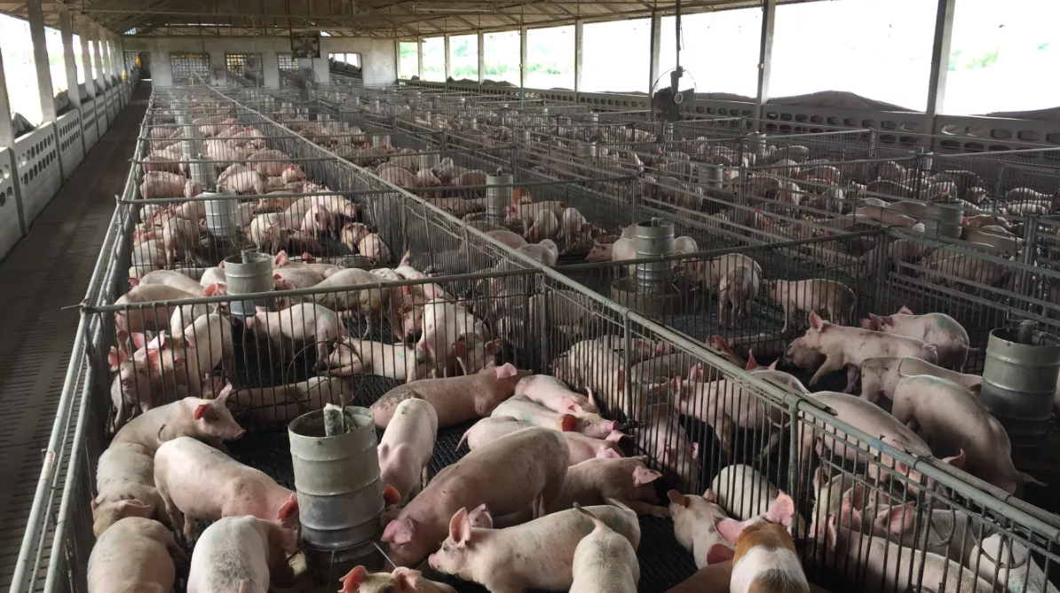 Concentrated Animal Feeding Operations