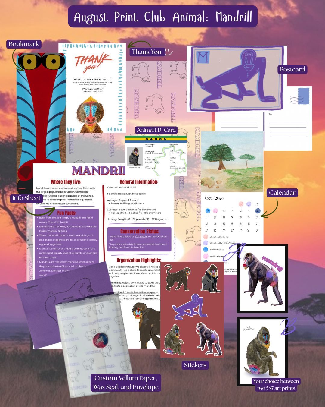 Pocket Safari Mail Club – August: Mandrill