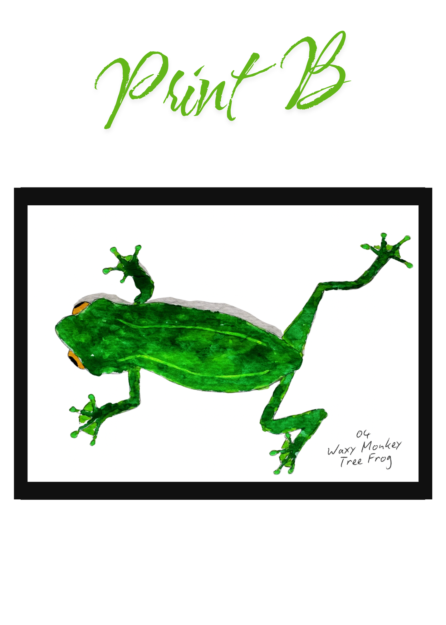 Pocket Safari Mail Club – July: Waxy Monkey Tree Frog