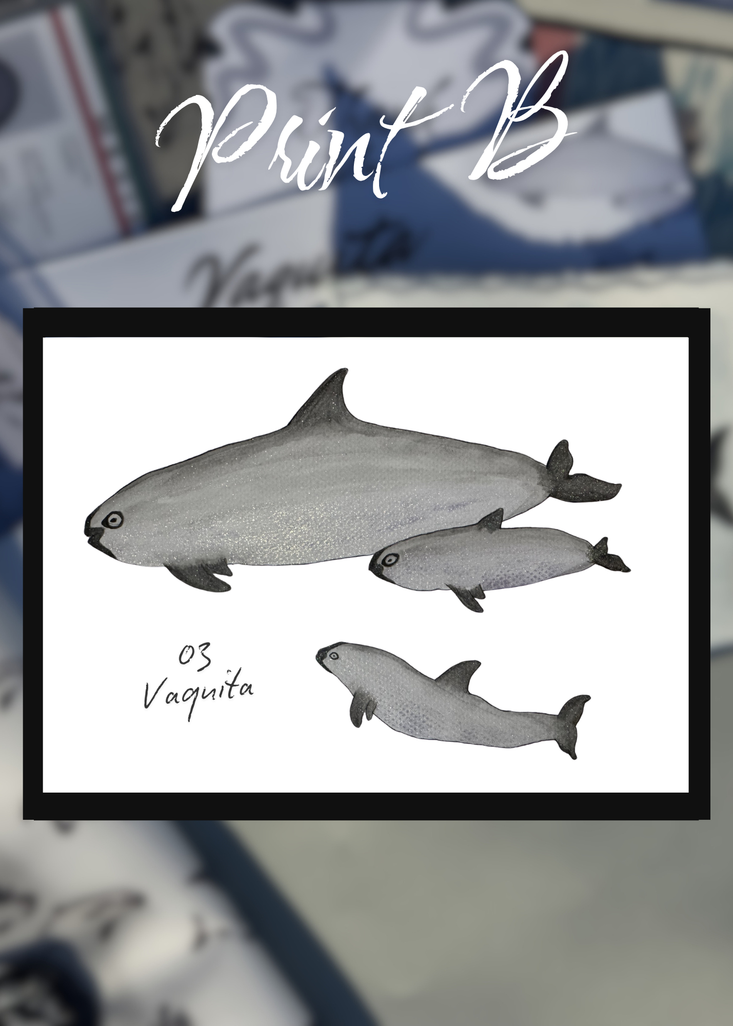 Pocket Safari Mail Club – June: Vaquita