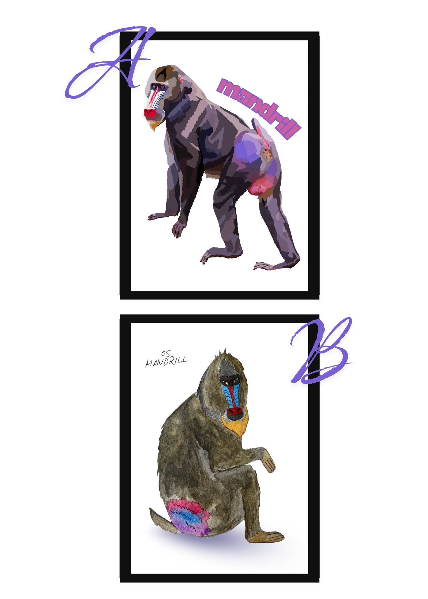 Pocket Safari Mail Club – August: Mandrill