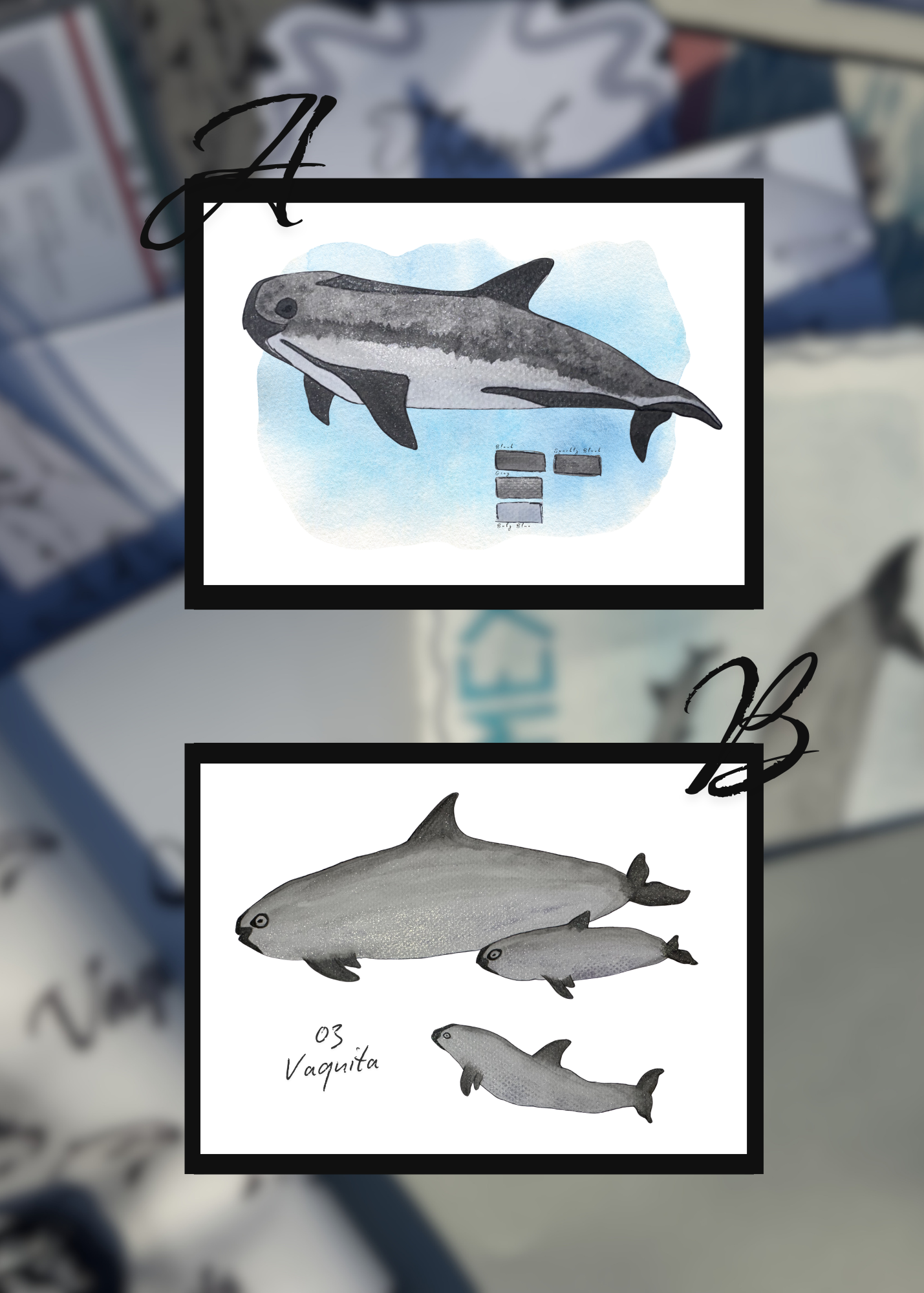 Pocket Safari Mail Club – June: Vaquita
