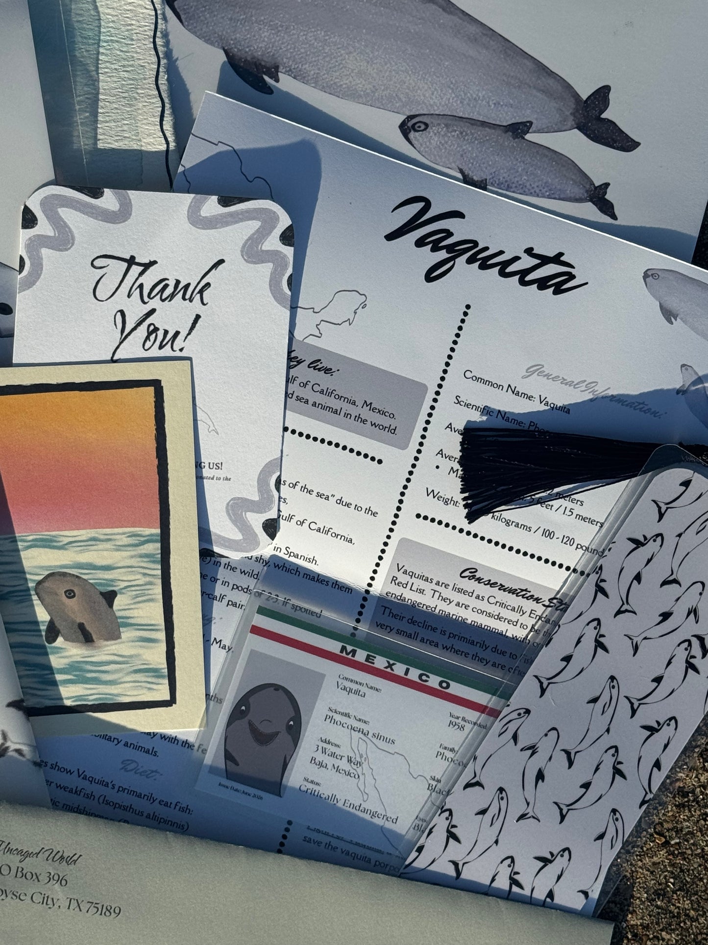 Pocket Safari Mail Club – June: Vaquita