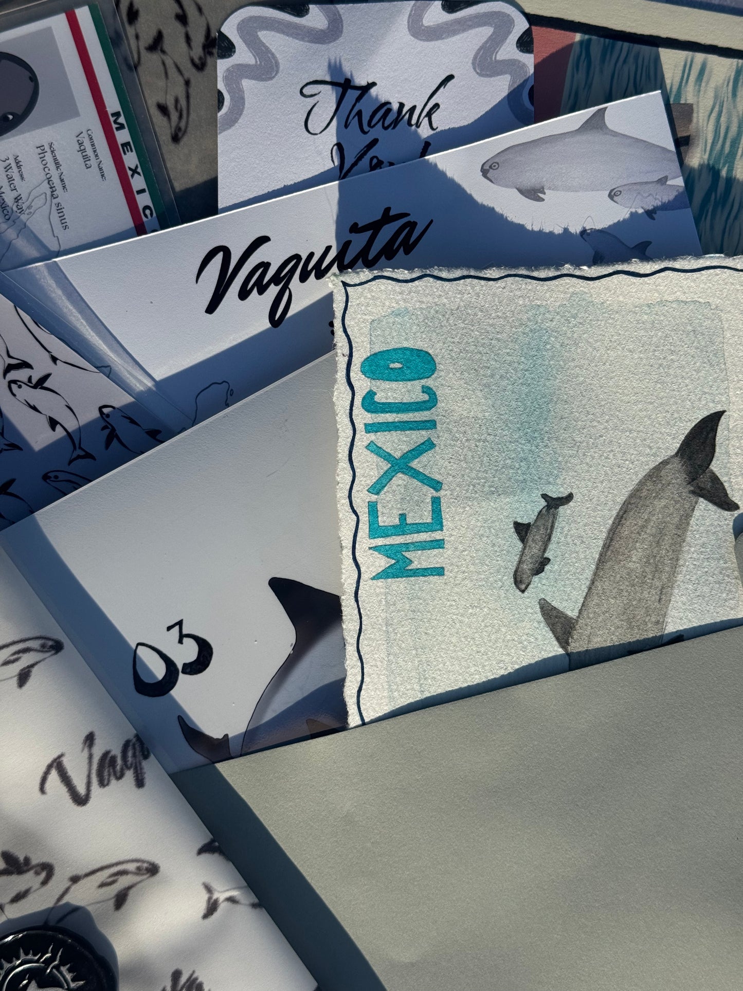 Pocket Safari Mail Club – June: Vaquita