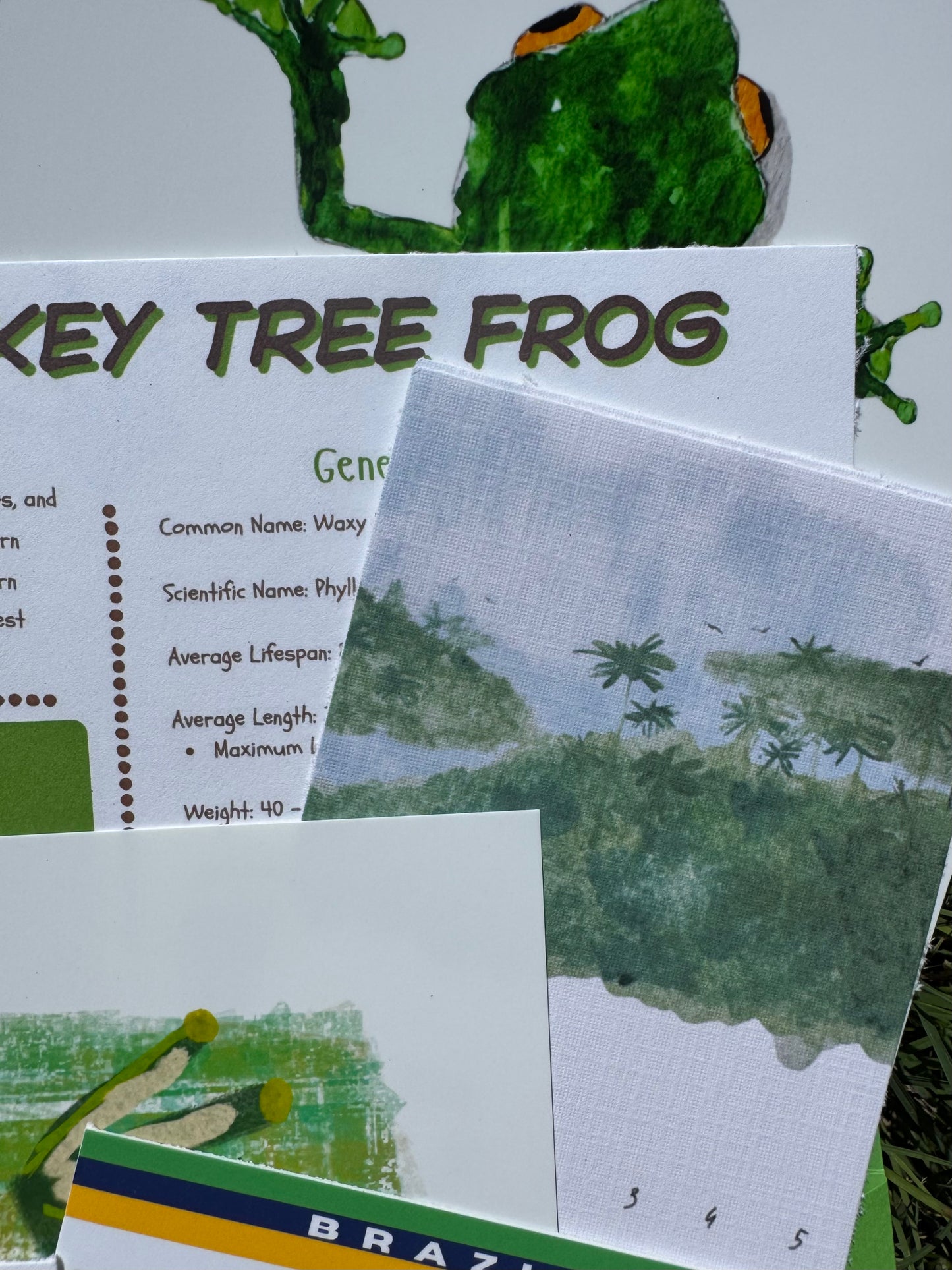 Pocket Safari Mail Club – July: Waxy Monkey Tree Frog