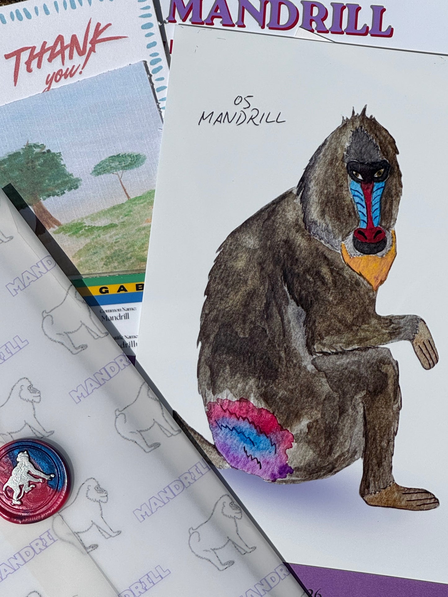 Pocket Safari Mail Club – August: Mandrill