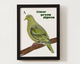 Timor Green Pigeon