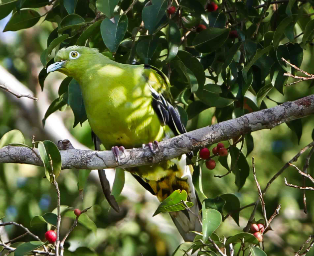 Timor Green Pigeon