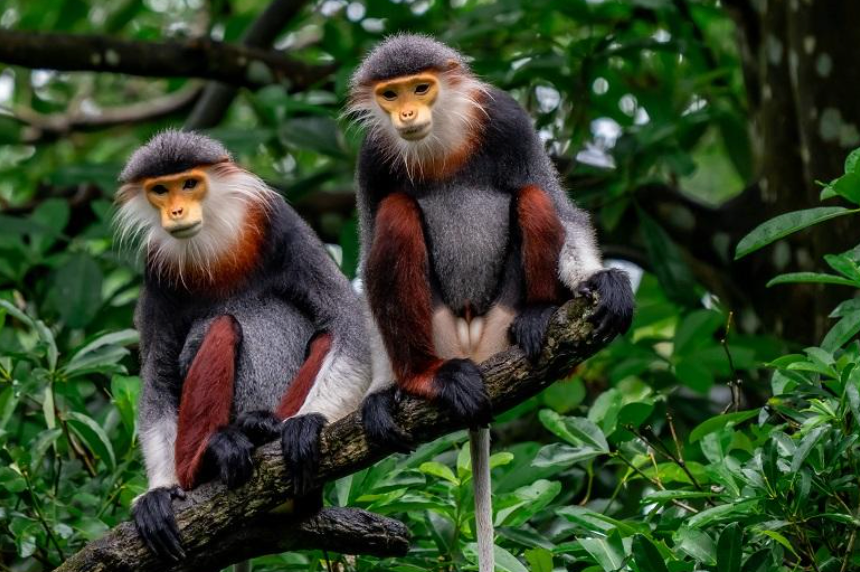 Red-shanked Douc