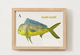 Mahi-mahi