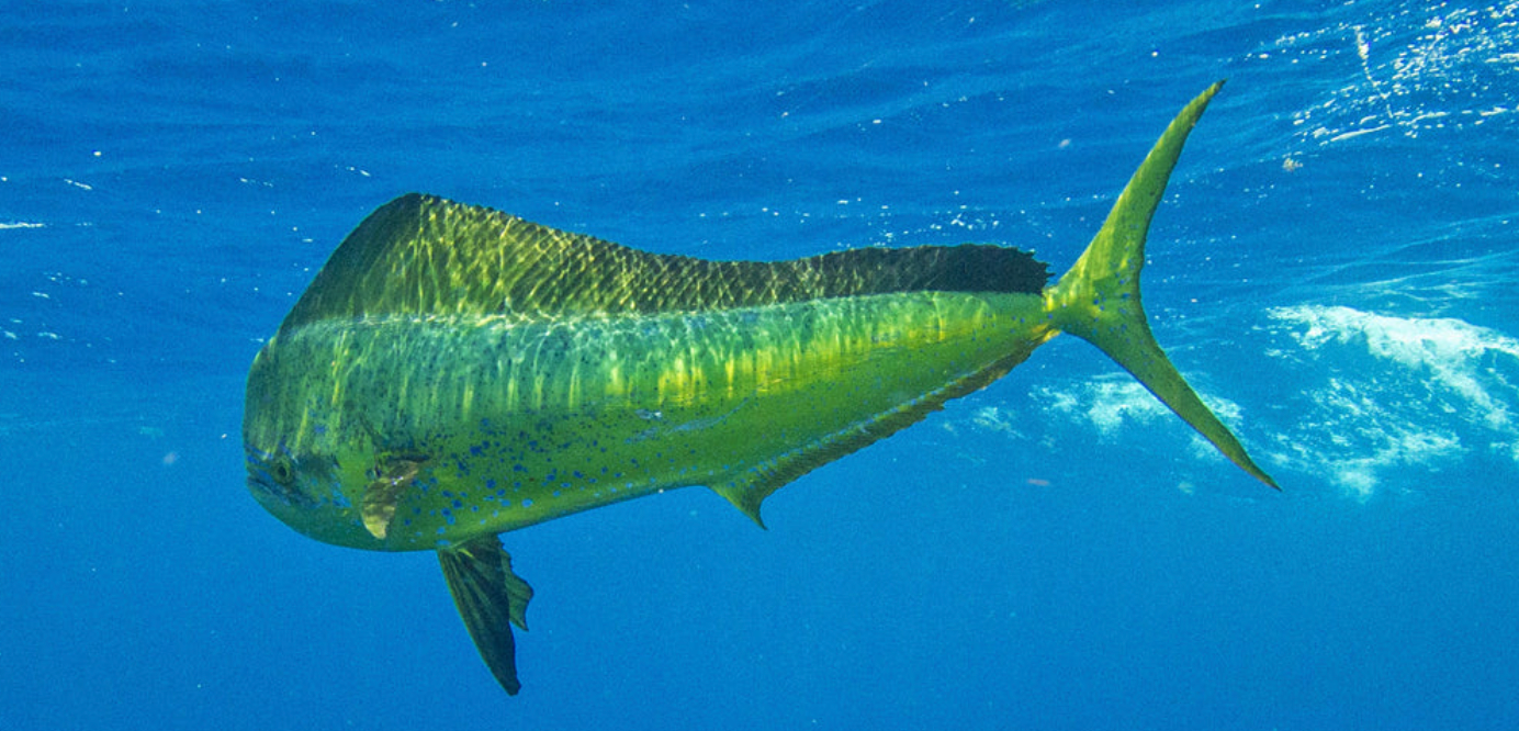 Mahi-mahi