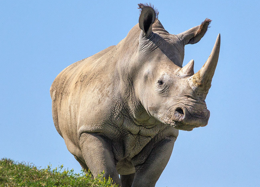 White Rhinoceros
