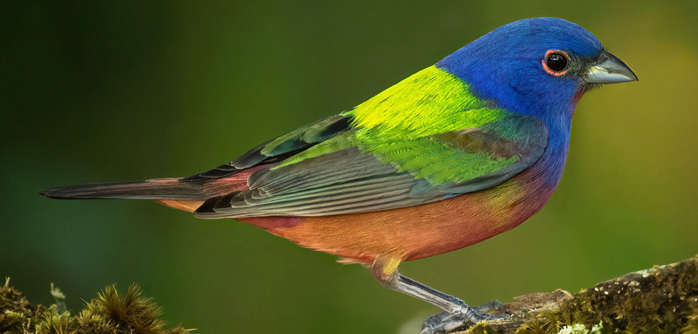 Painted Bunting