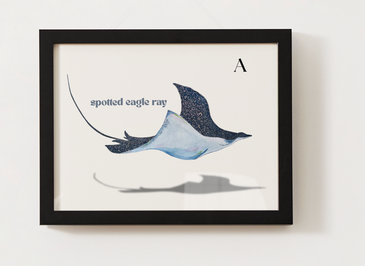 Spotted Eagle Ray