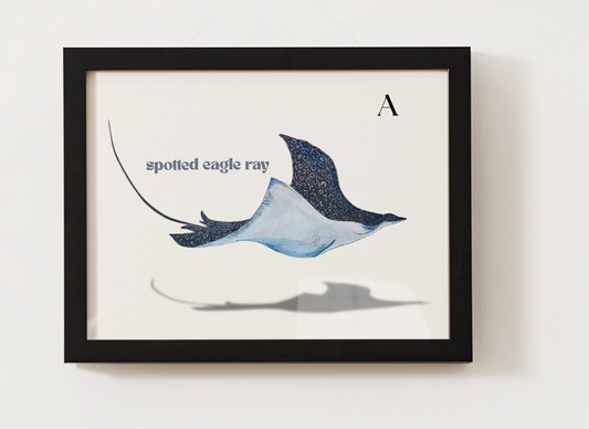 Spotted Eagle Ray