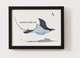 Spotted Eagle Ray