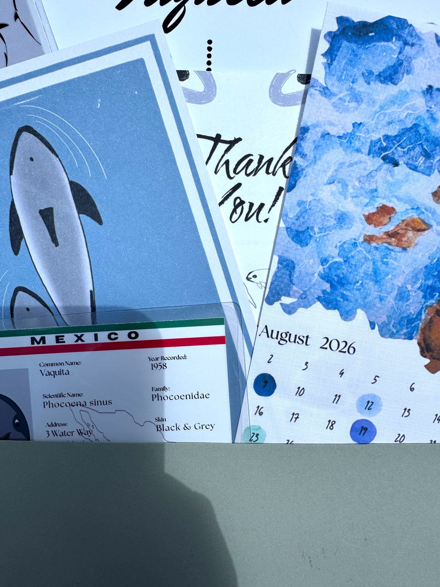 Pocket Safari Mail Club – June: Vaquita